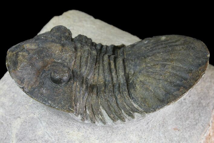 Trilobite (Paralejurus spatuliformis?) Fossil - Morocco #137563